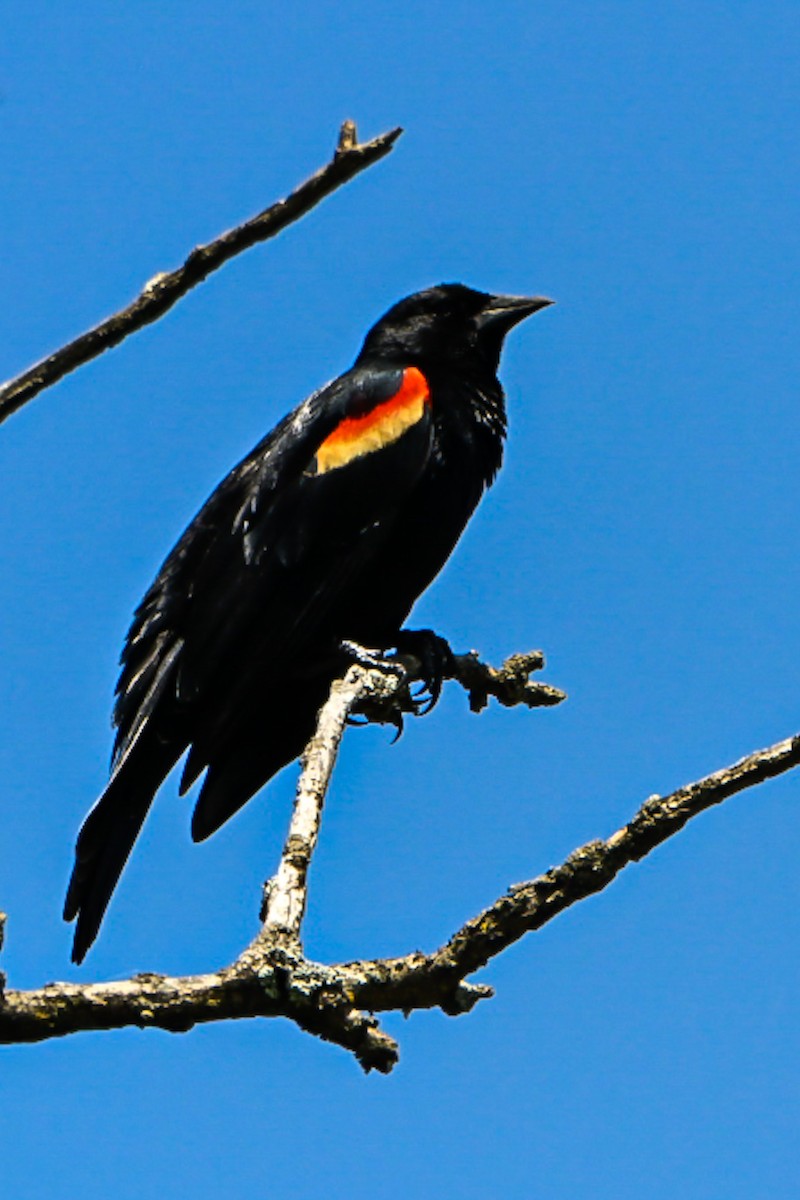 Red-winged Blackbird - ML635128252
