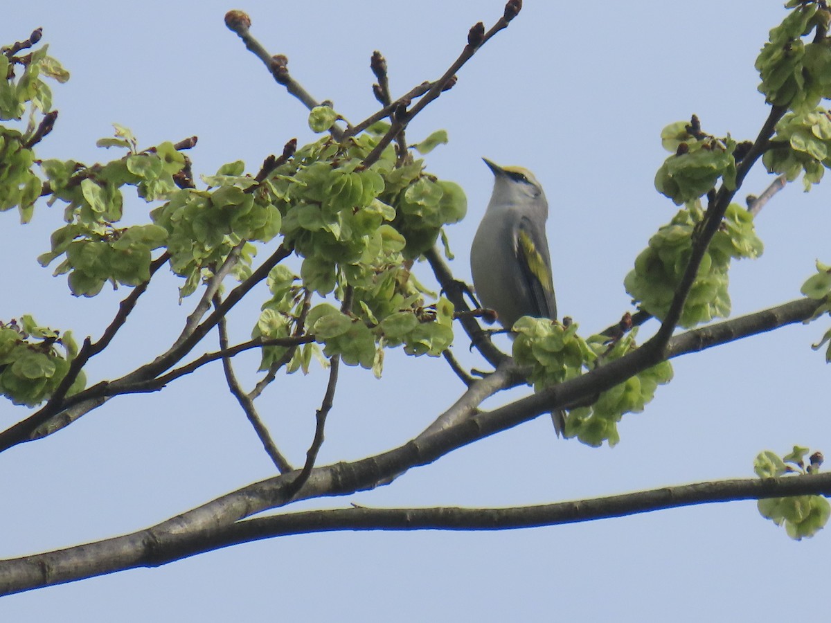 Brewster's Warbler (hybrid) - ML635128299