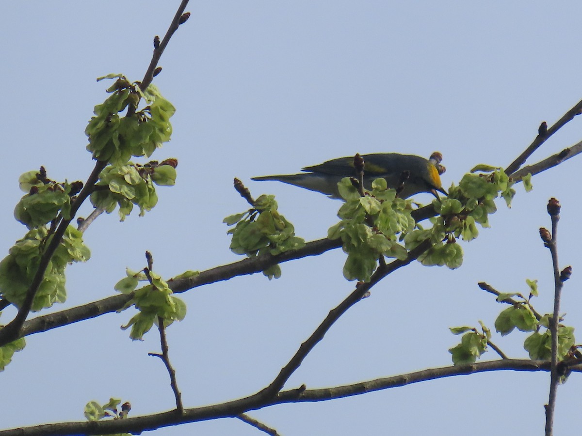 Brewster's Warbler (hybrid) - ML635128300