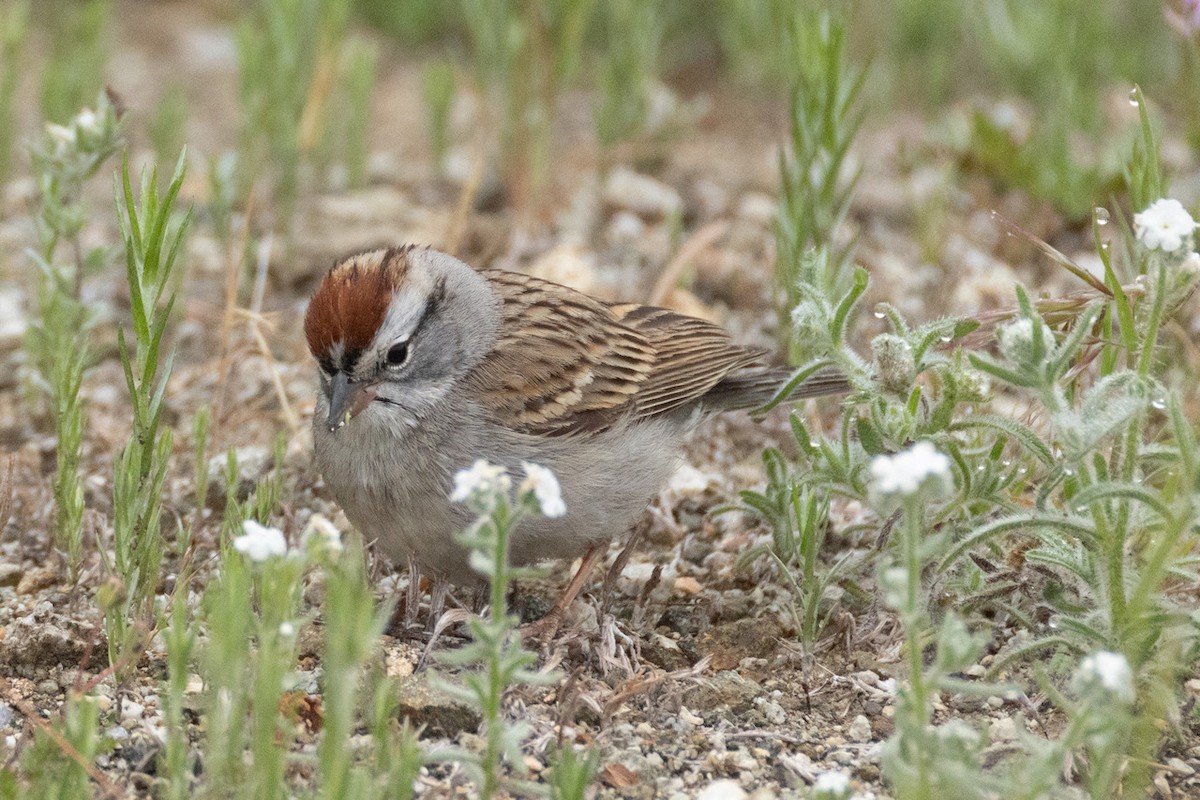 Chipping Sparrow - ML635128312