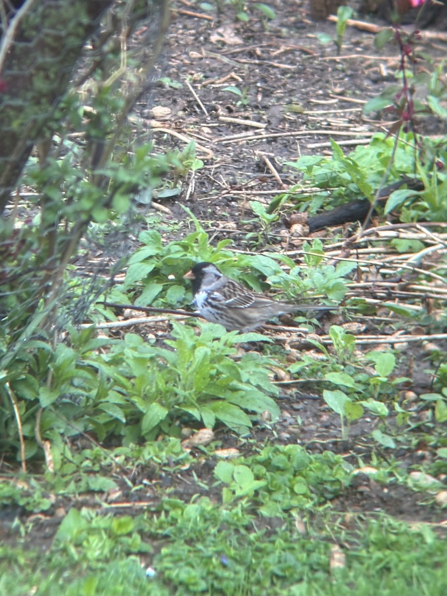 Harris's Sparrow - ML635128345
