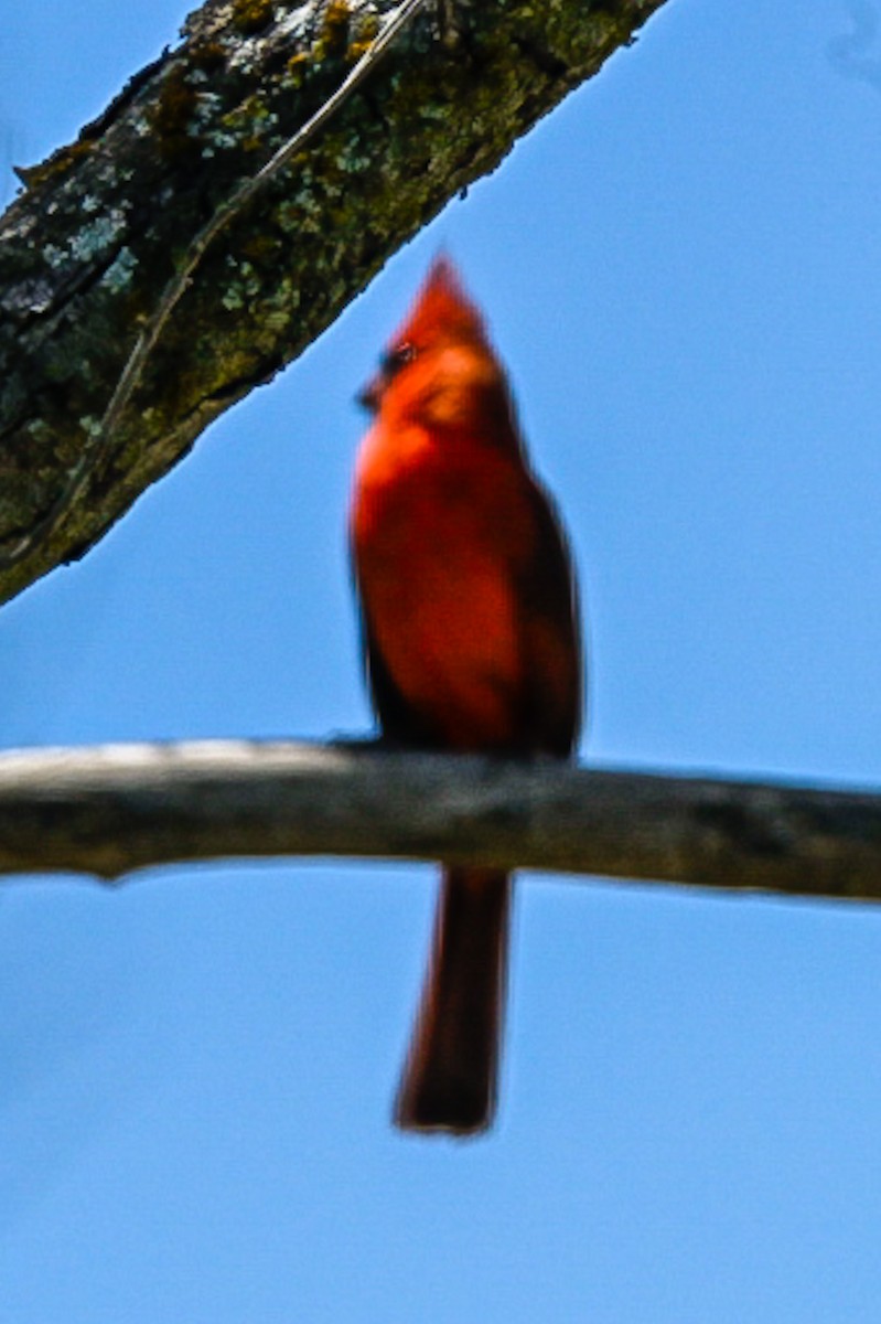 Northern Cardinal - ML635128594