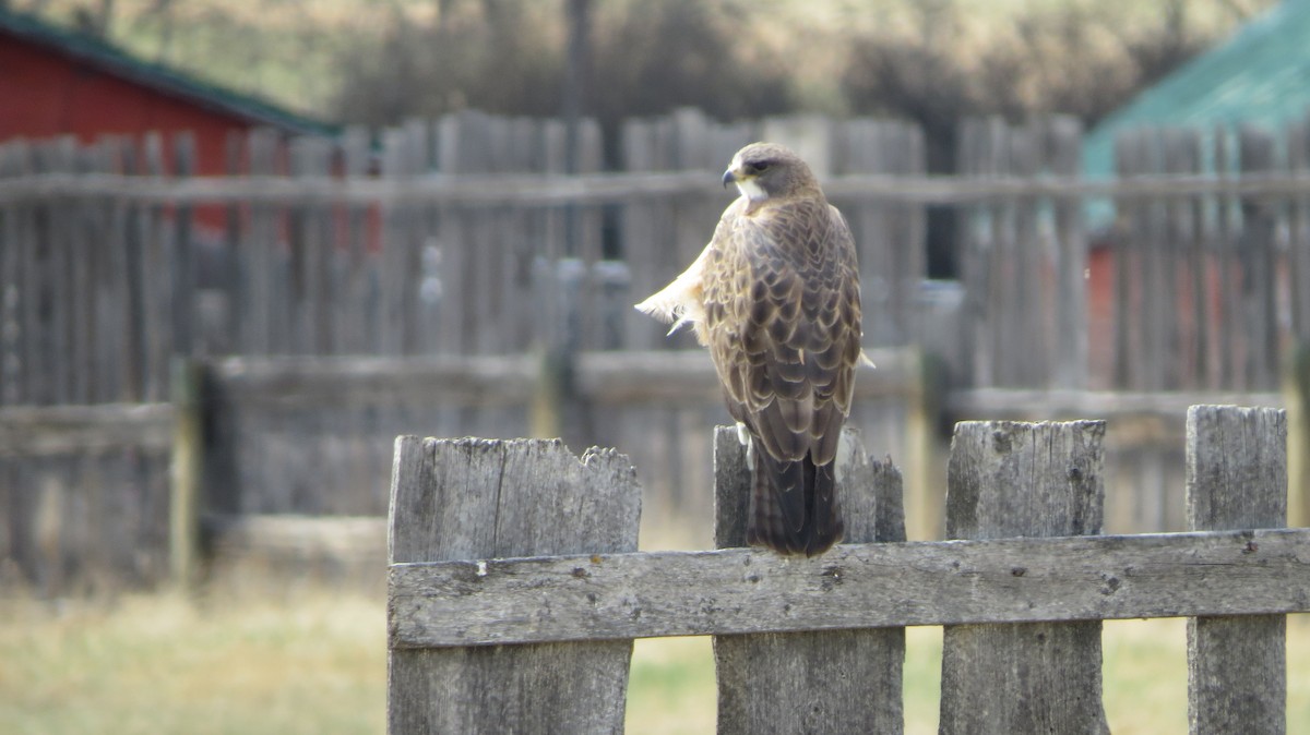 Swainson's Hawk - ML635128633