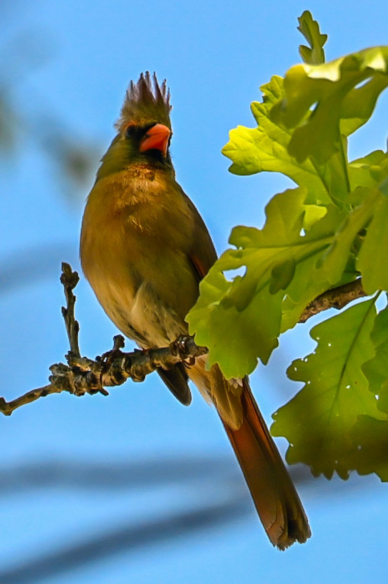 Northern Cardinal - ML635128636