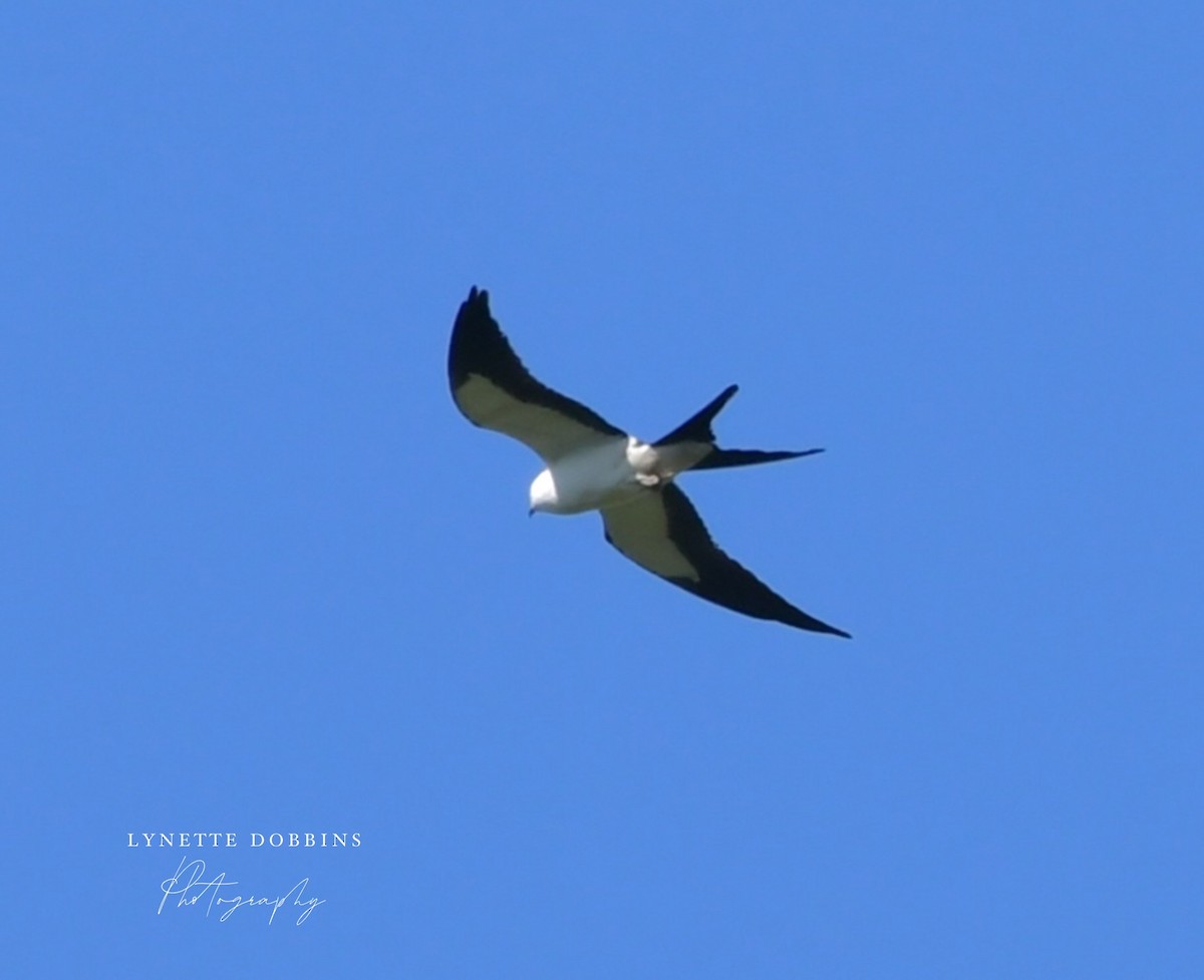 Swallow-tailed Kite - ML635128678