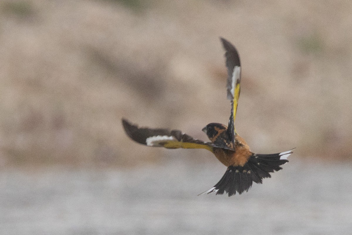 Black-headed Grosbeak - ML635128704