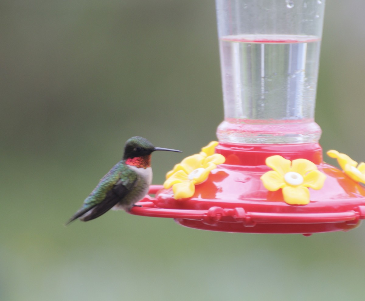 Ruby-throated Hummingbird - ML635128710