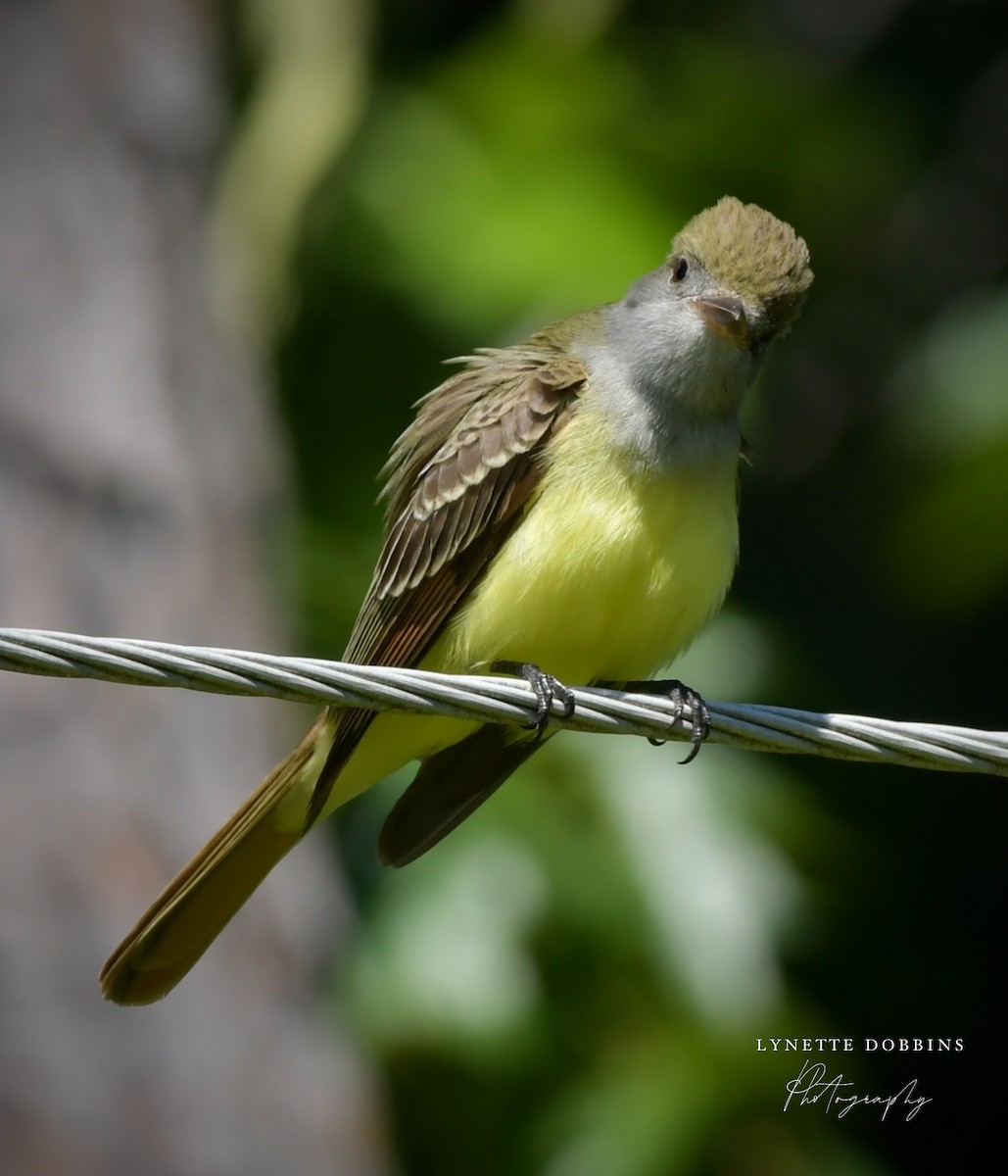 Great Crested Flycatcher - ML635128713