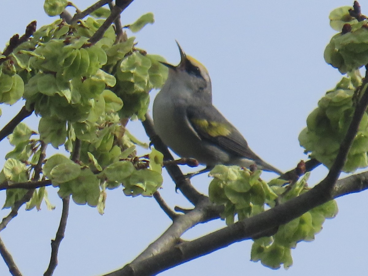Brewster's Warbler (hybrid) - ML635128772