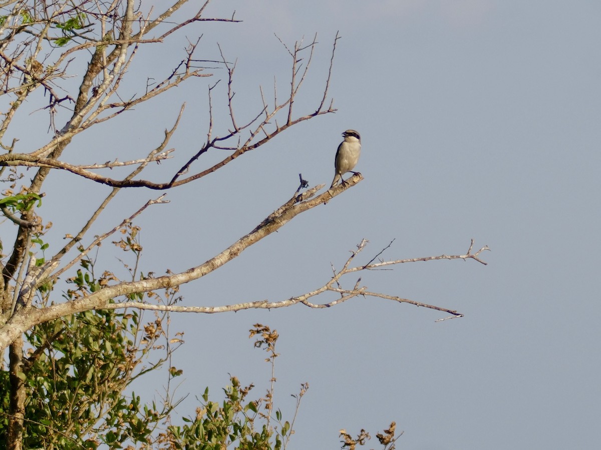 Loggerhead Shrike - ML635128779