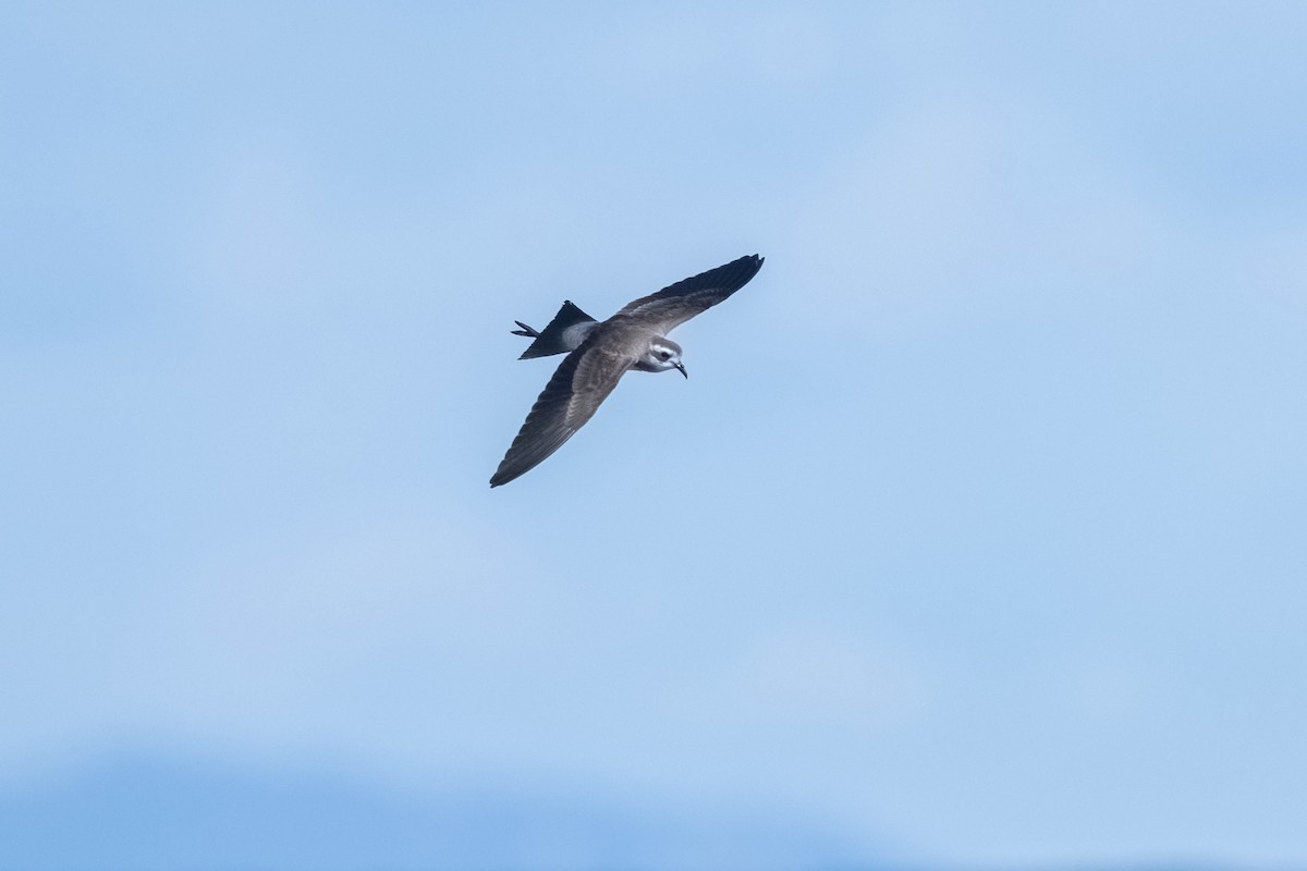 White-faced Storm-Petrel - ML635128850