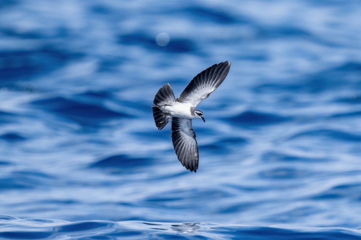 White-faced Storm-Petrel - ML635128851