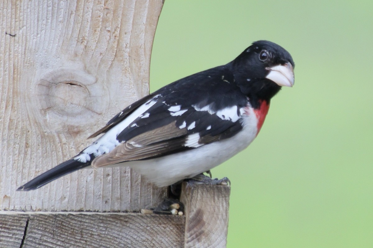 Rose-breasted Grosbeak - ML635128854