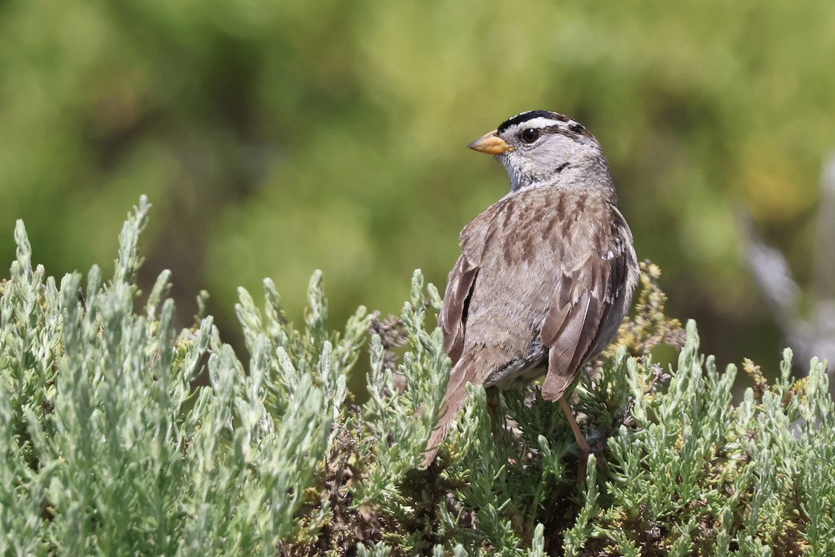 White-crowned Sparrow - ML635128861