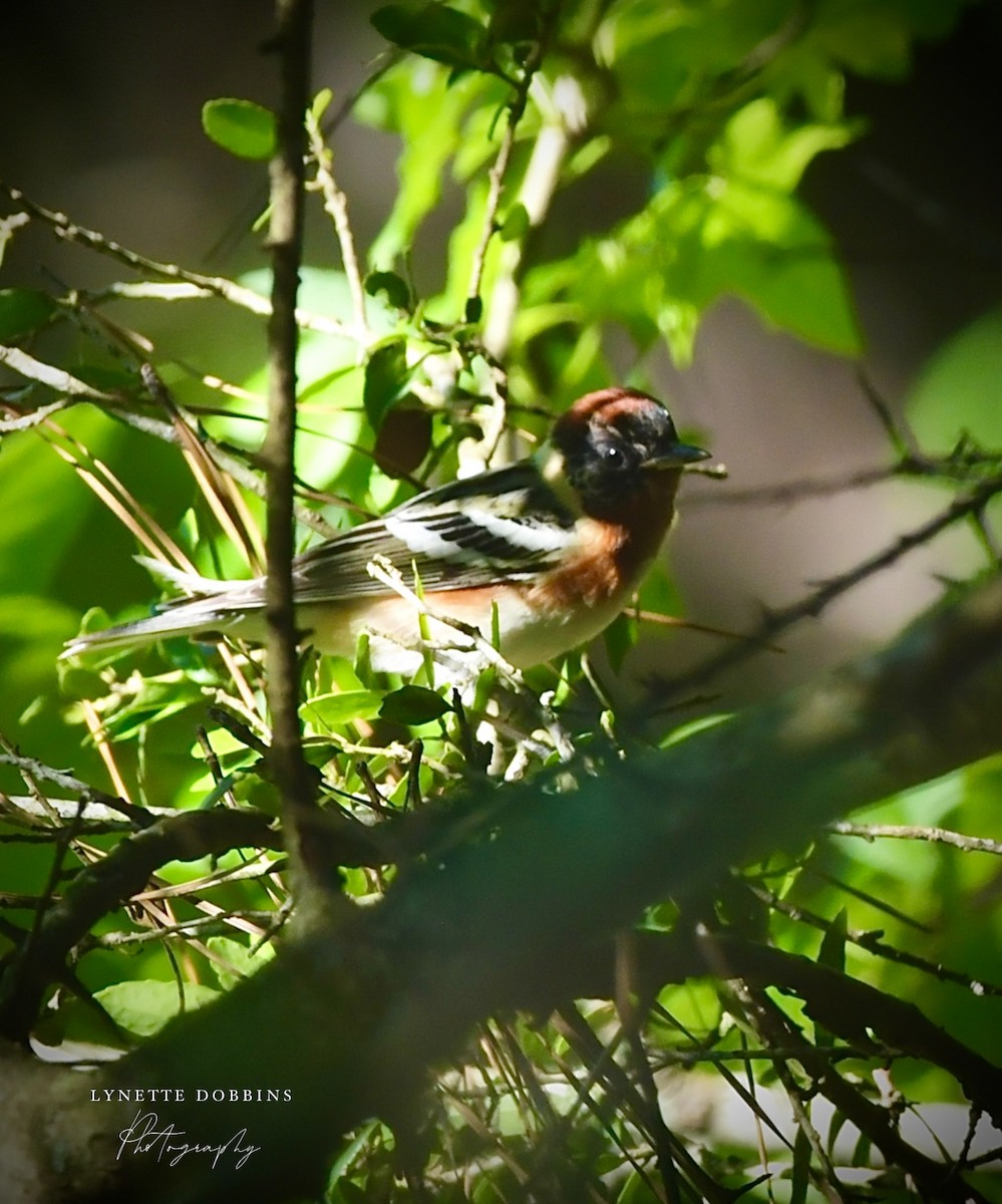 Bay-breasted Warbler - ML635128876