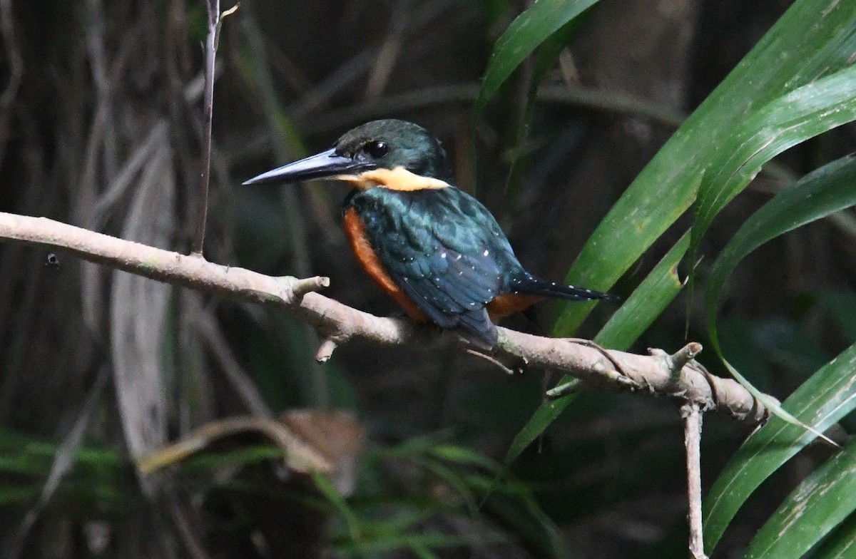 Green-and-rufous Kingfisher - ML635128928