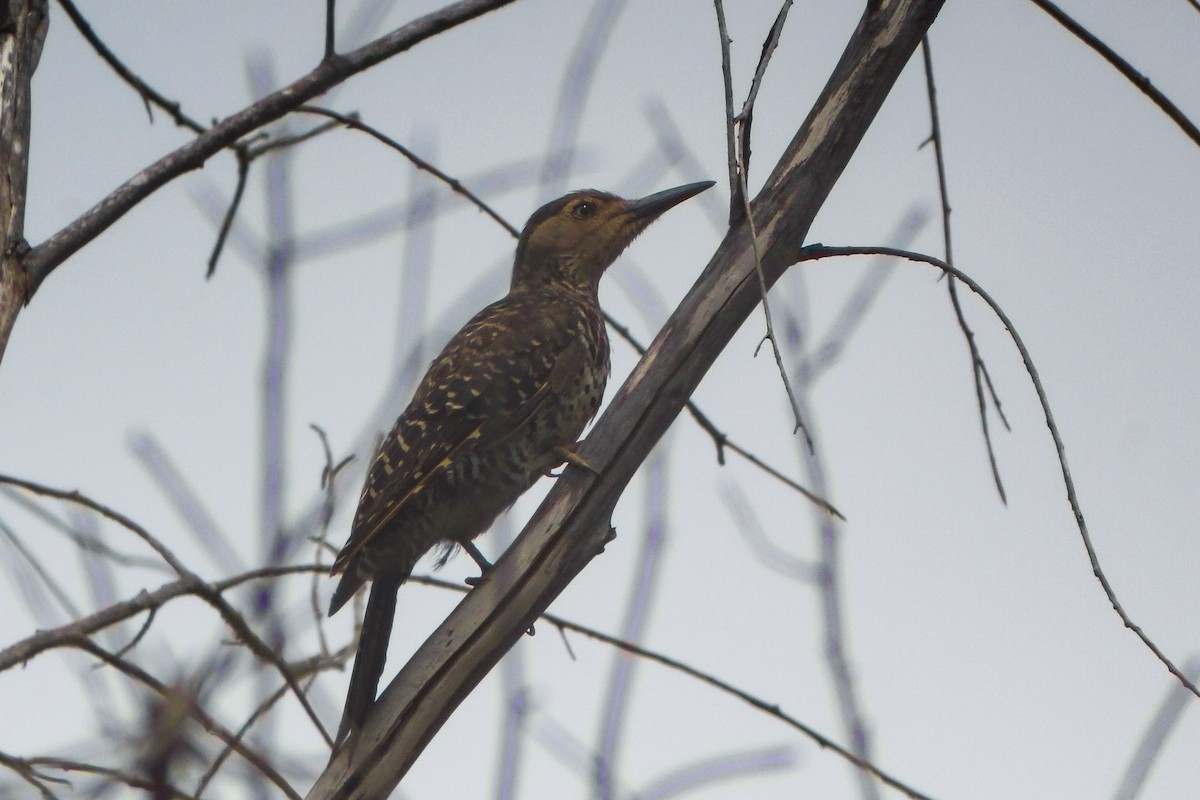 Chilean Flicker - ML635128977