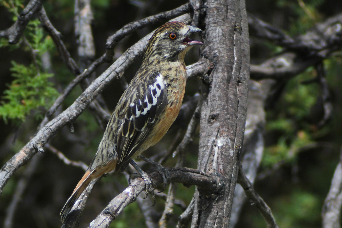 Rufous-tailed Plantcutter - ML635128982