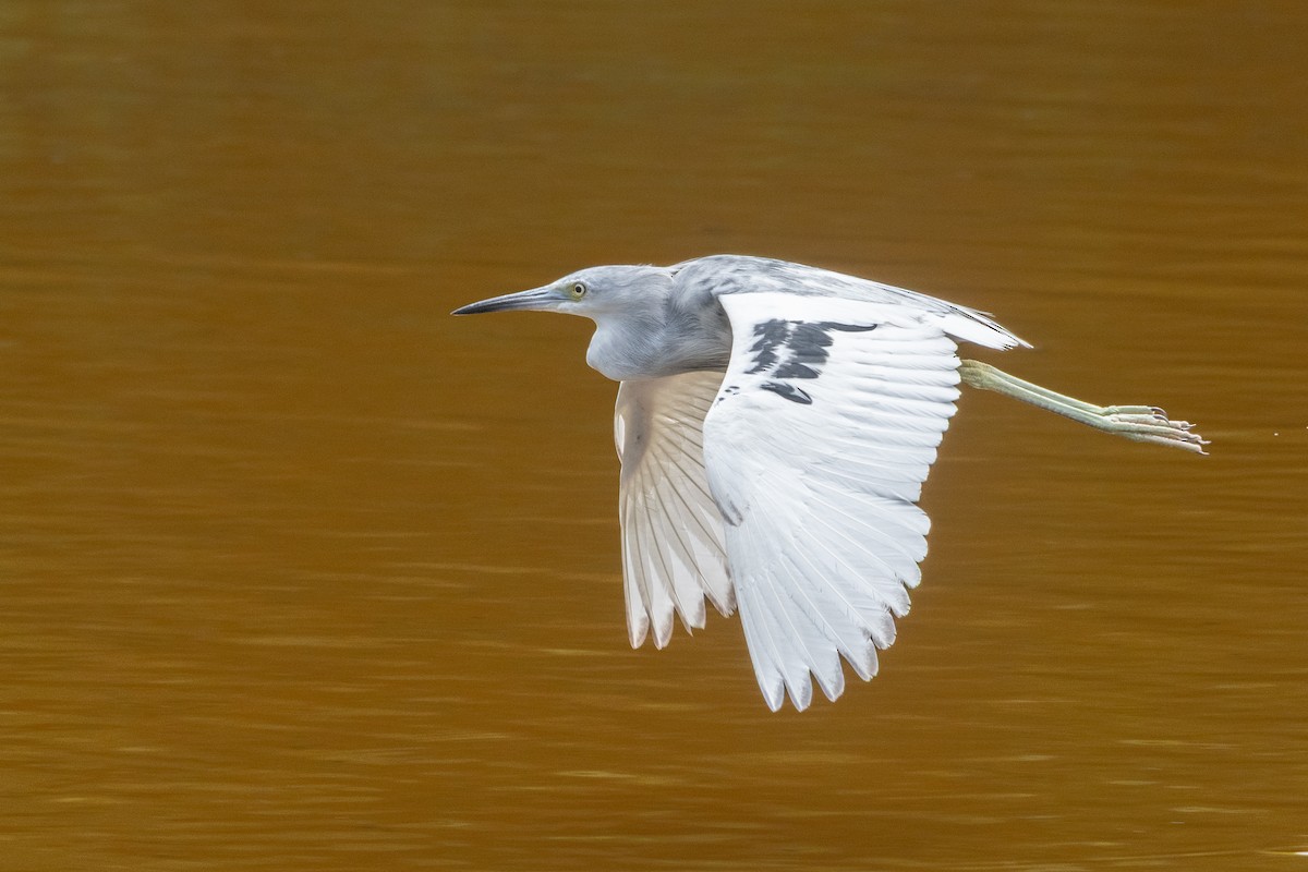 לבנית כחולה קטנה - ML635129038