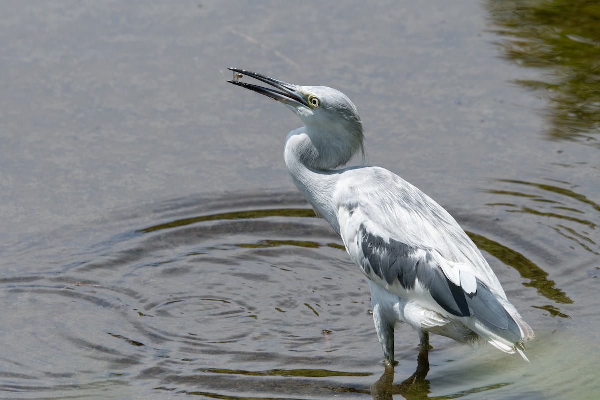 לבנית כחולה קטנה - ML635129039
