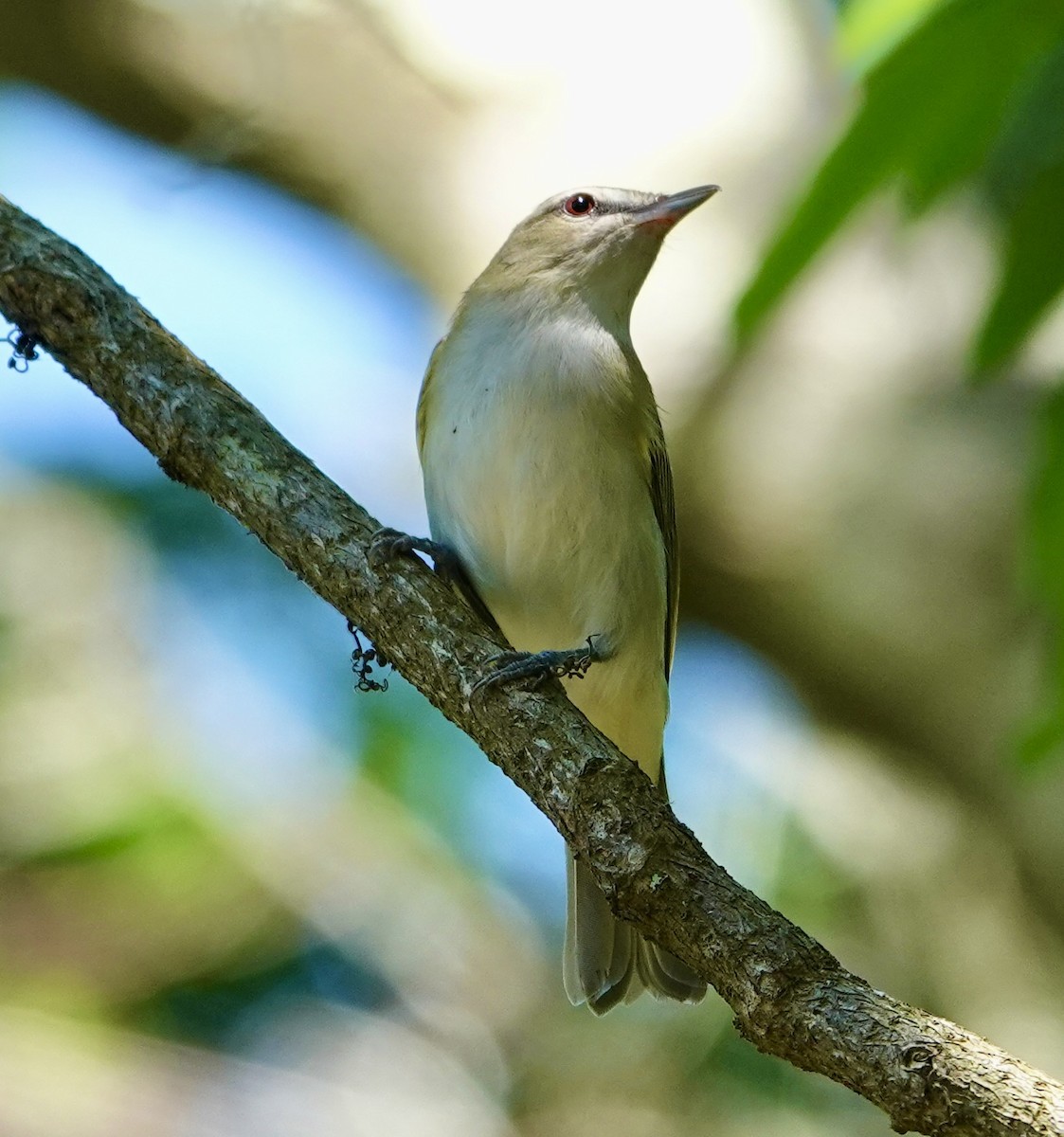 Red-eyed Vireo - ML635129043