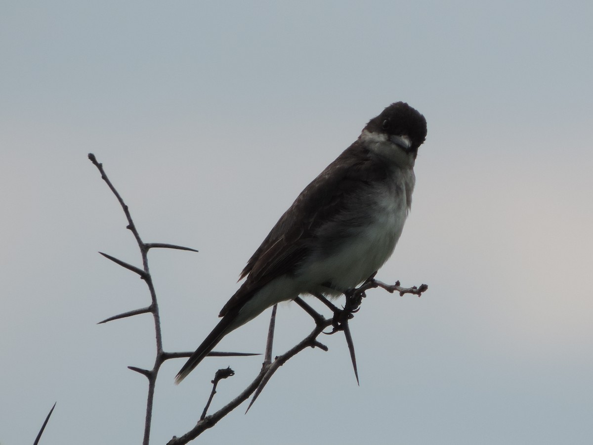 Eastern Kingbird - ML63512911