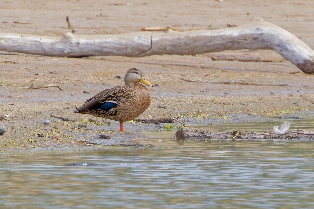 Mexican Duck - ML635129250
