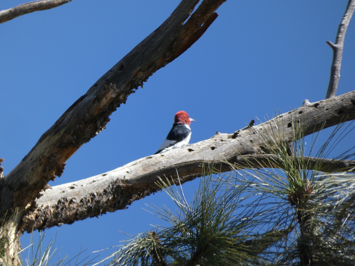 Red-headed Woodpecker - ML635129276