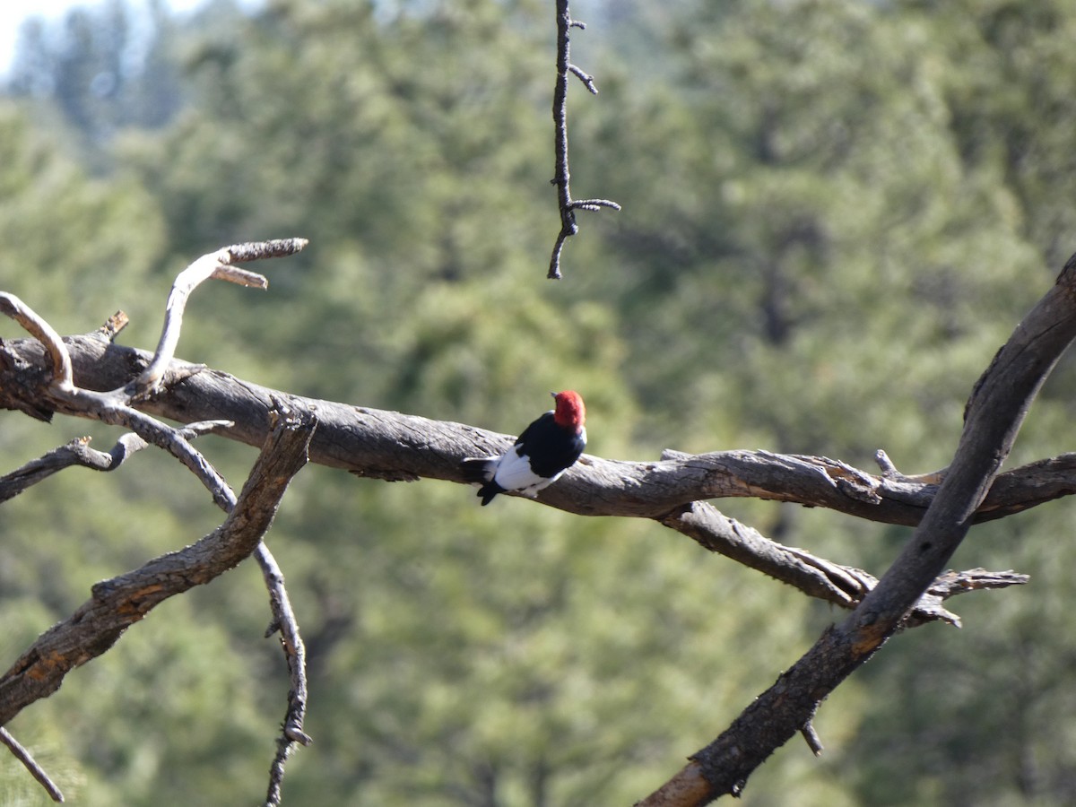 Red-headed Woodpecker - ML635129277