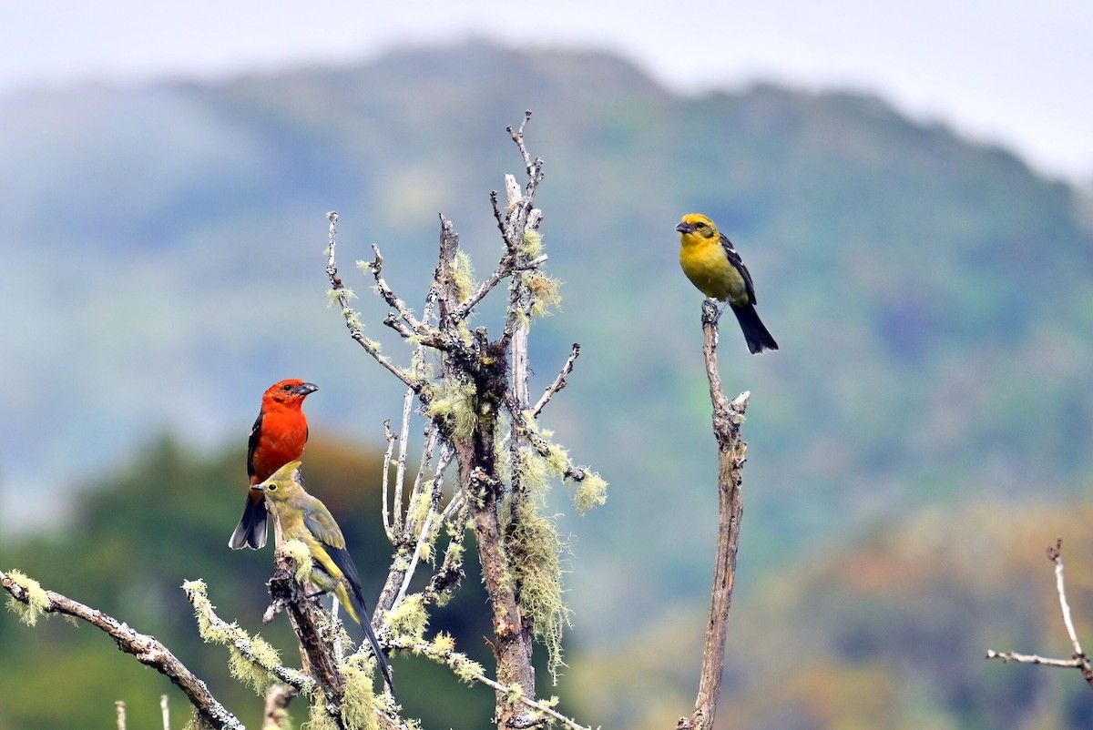 White-winged Tanager - ML635129346