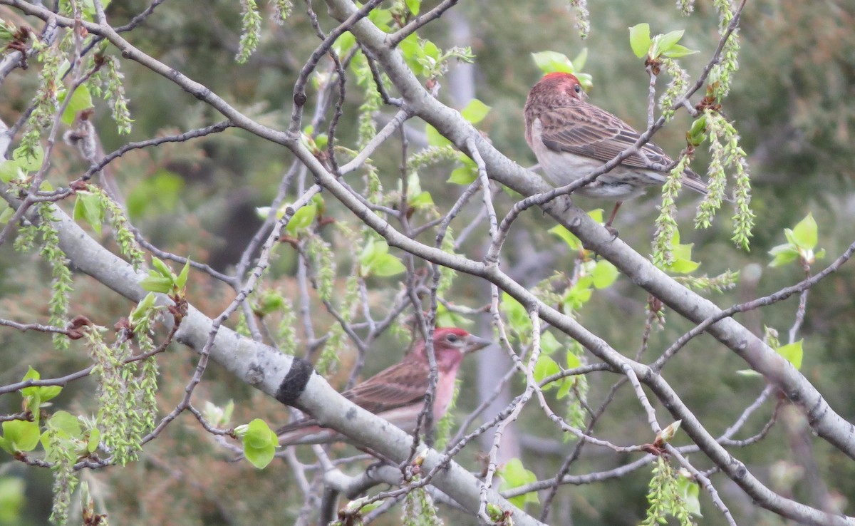 Cassin's Finch - ML635129434