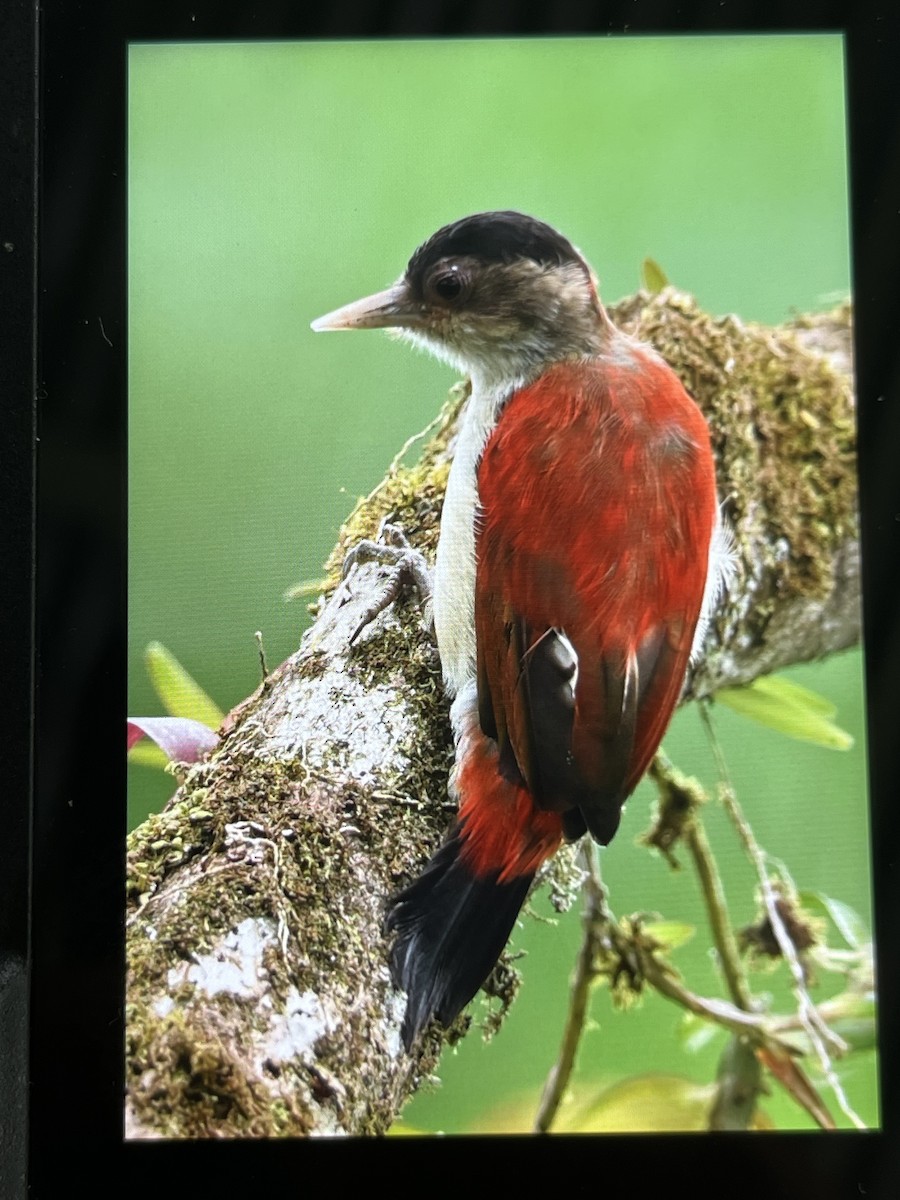 Scarlet-backed Woodpecker - ML635129512