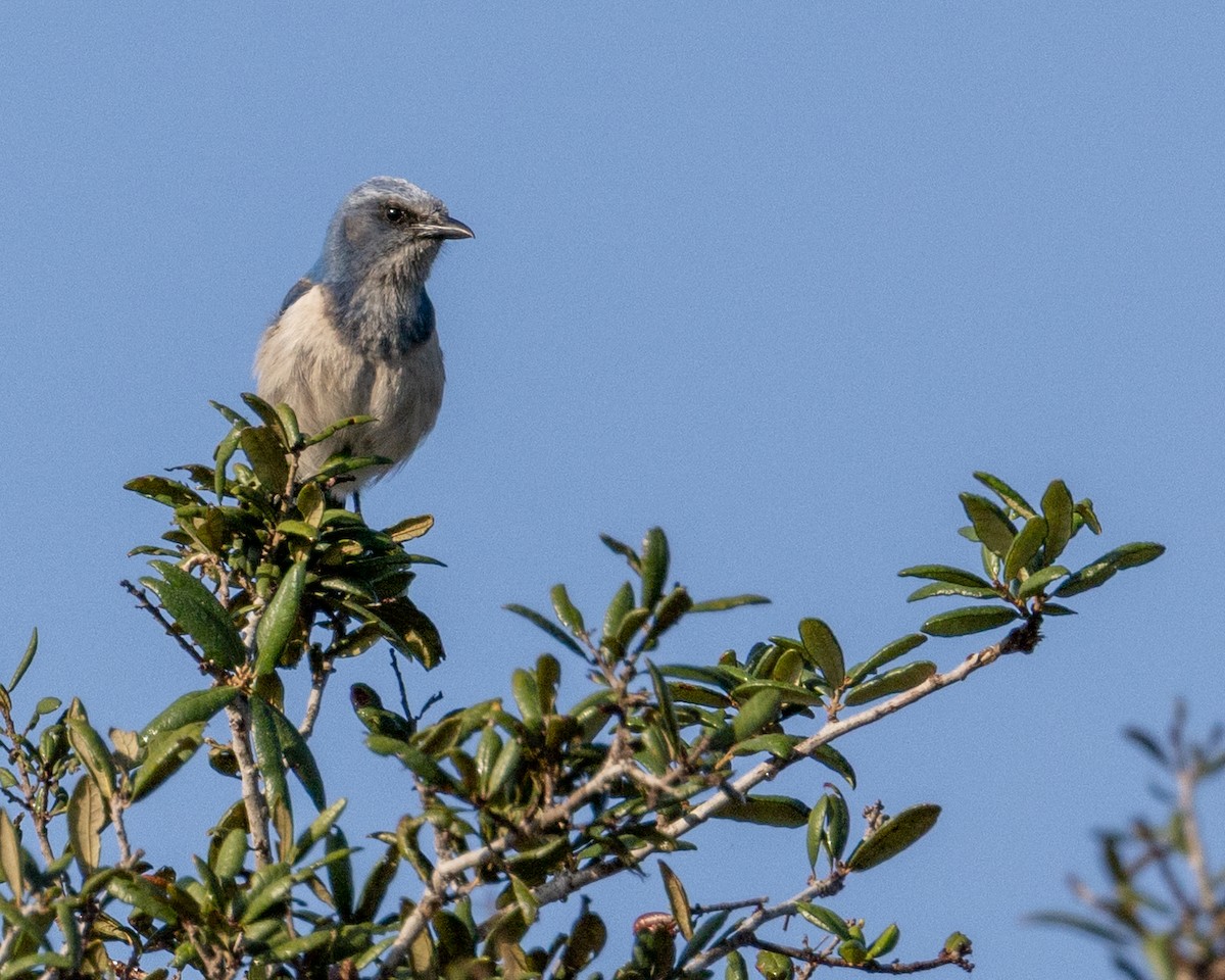 Floridahäher - ML635129590
