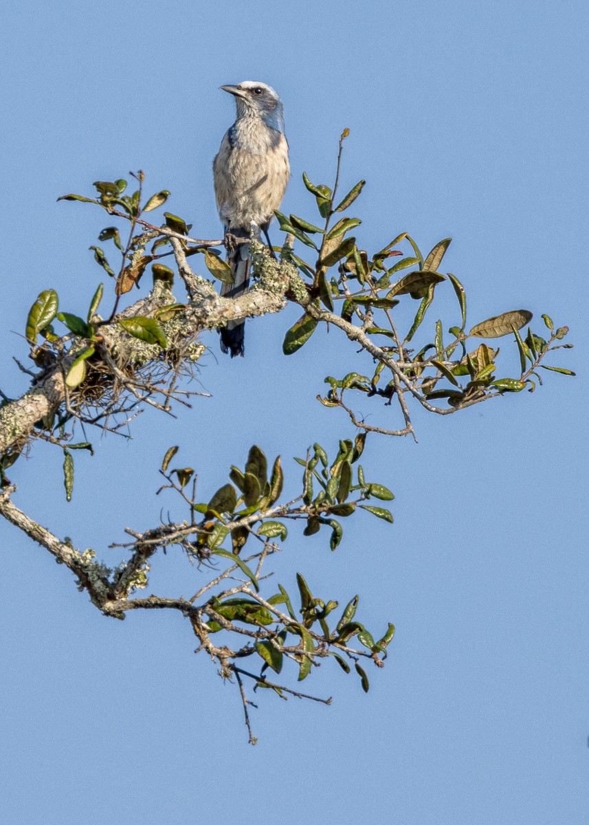 Floridahäher - ML635129591