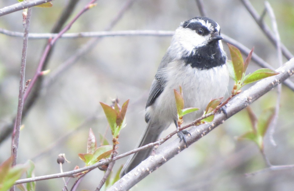 Mountain Chickadee - ML635129636