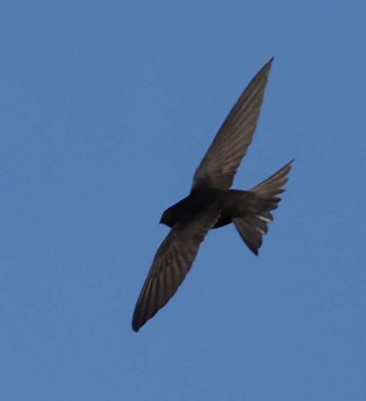 Common Swift - ML635129728
