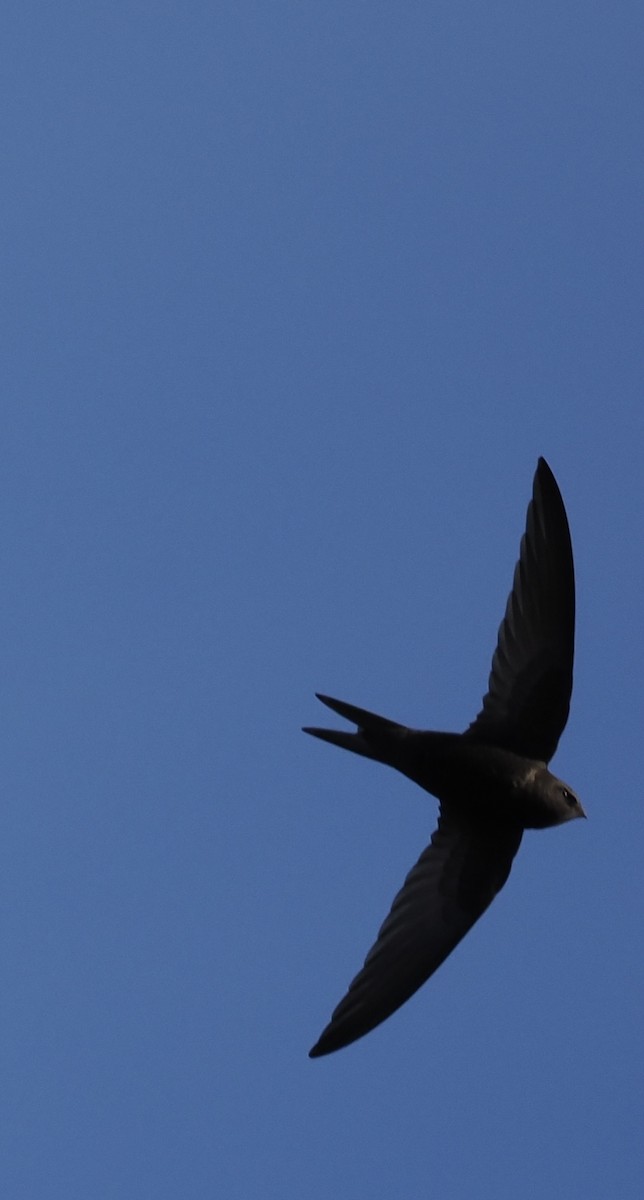 Common Swift - ML635129729