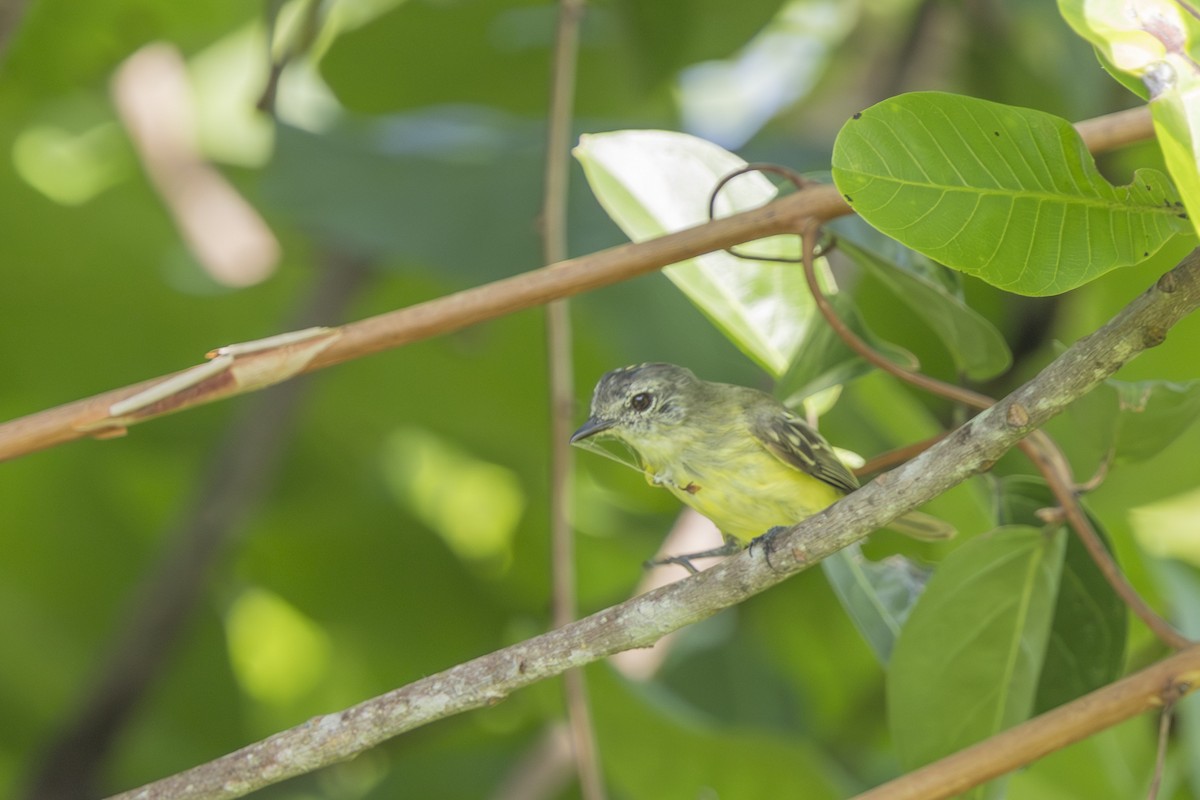 Yellow-winged Flatbill - ML635129819