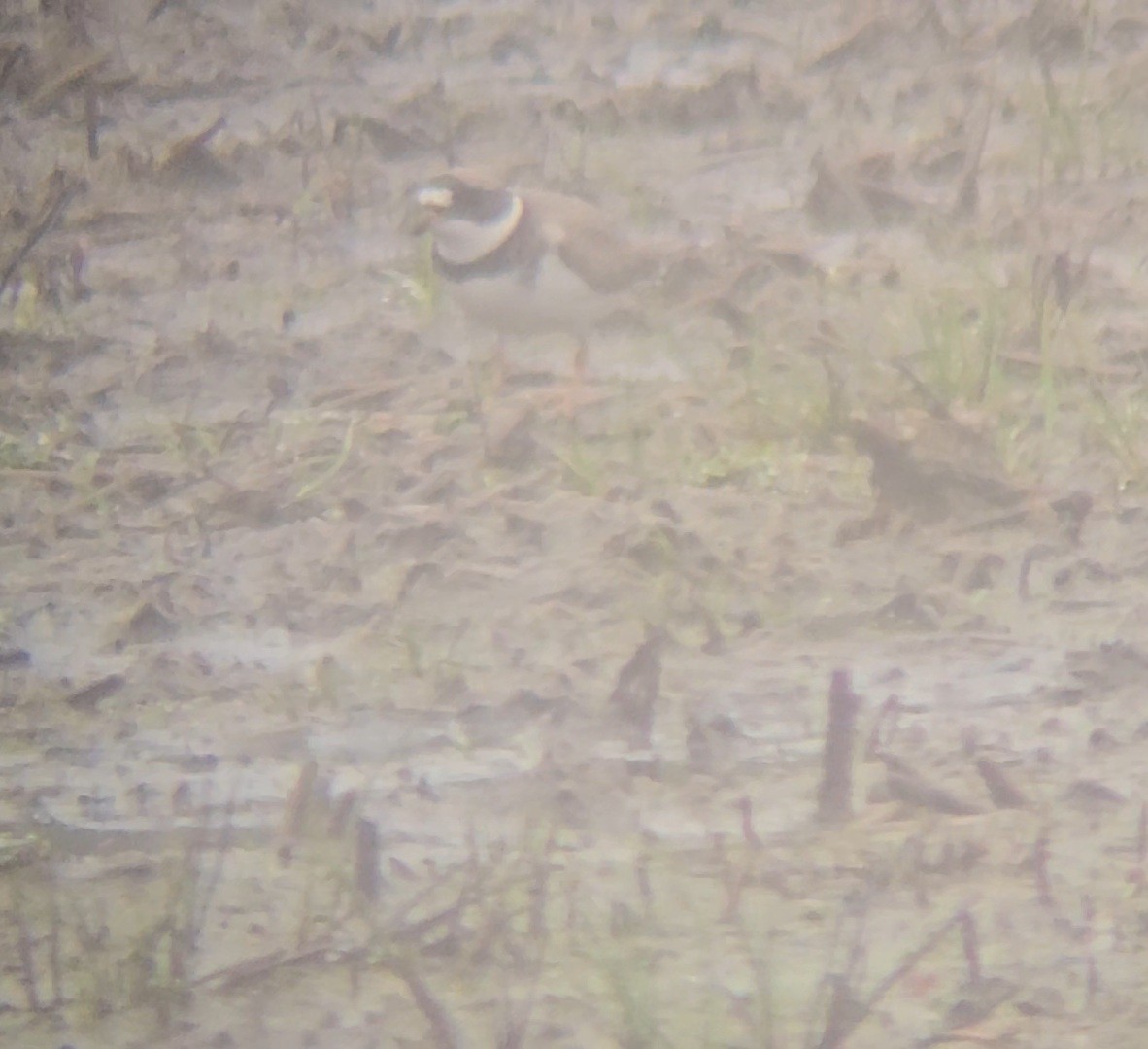 Semipalmated Plover - ML635129924