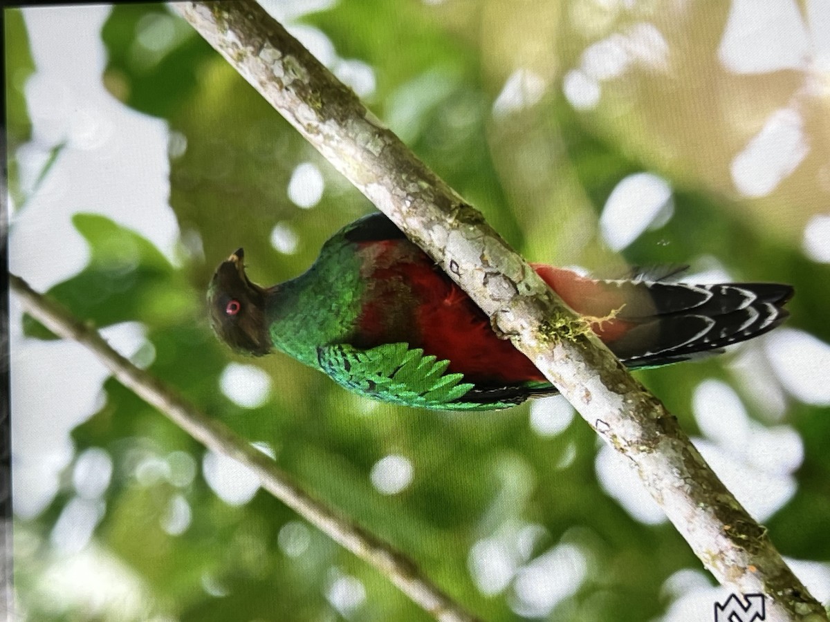 Crested Quetzal - ML635130026