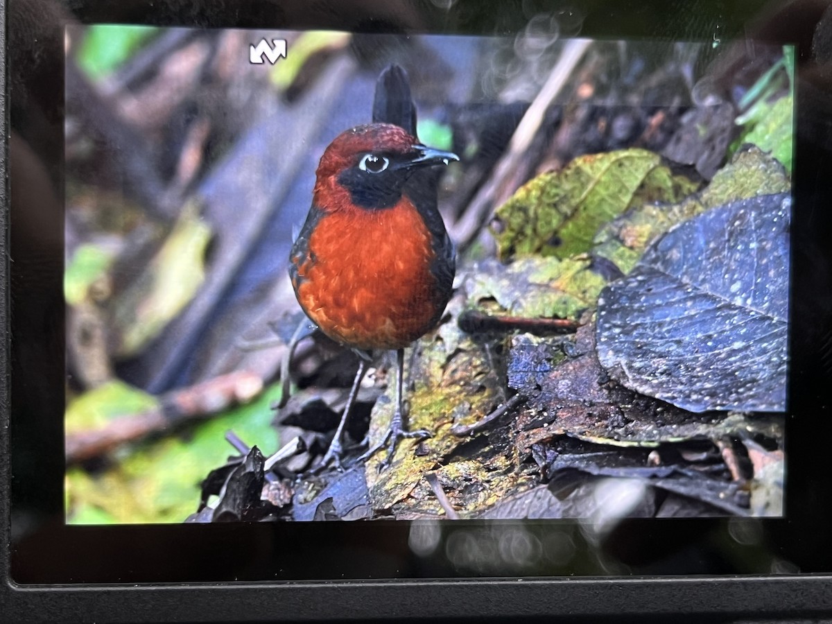 Rufous-breasted Antthrush - ML635130064