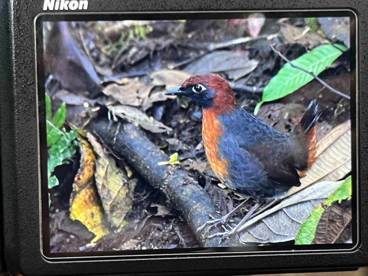 Rufous-breasted Antthrush - ML635130065