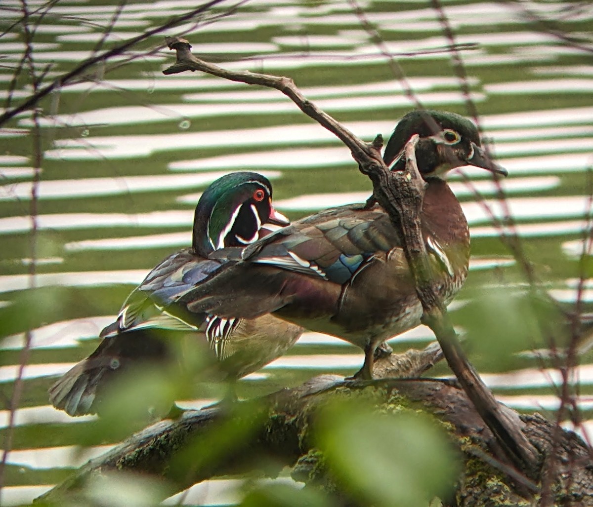 Wood Duck - ML635130093