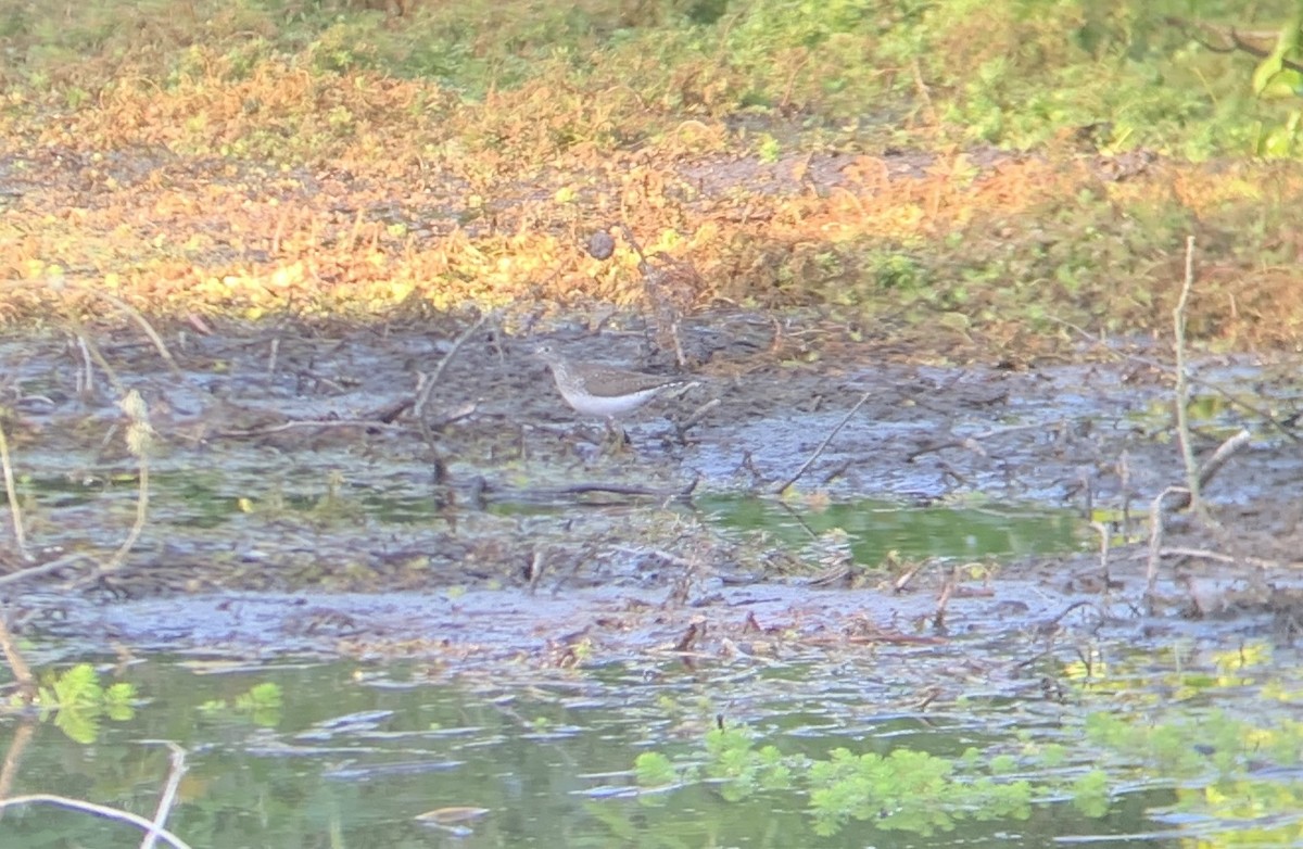 Solitary Sandpiper - ML635130124