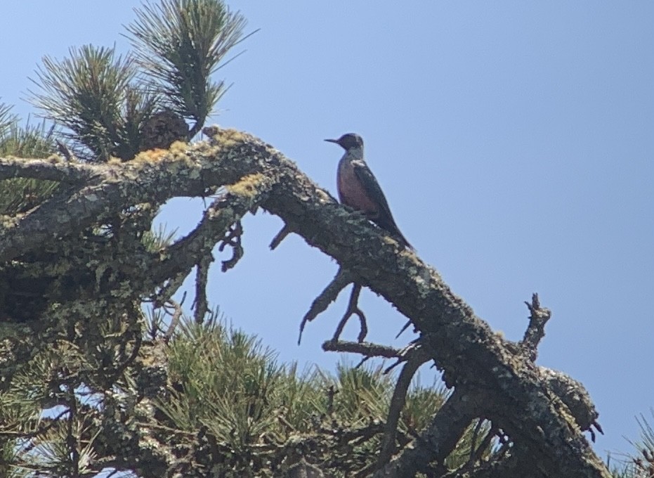 Lewis's Woodpecker - ML635130193