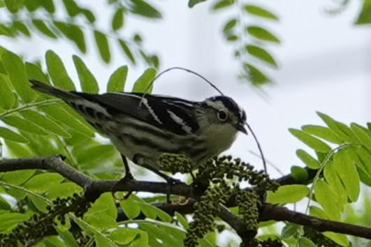 Black-and-white Warbler - ML635130224