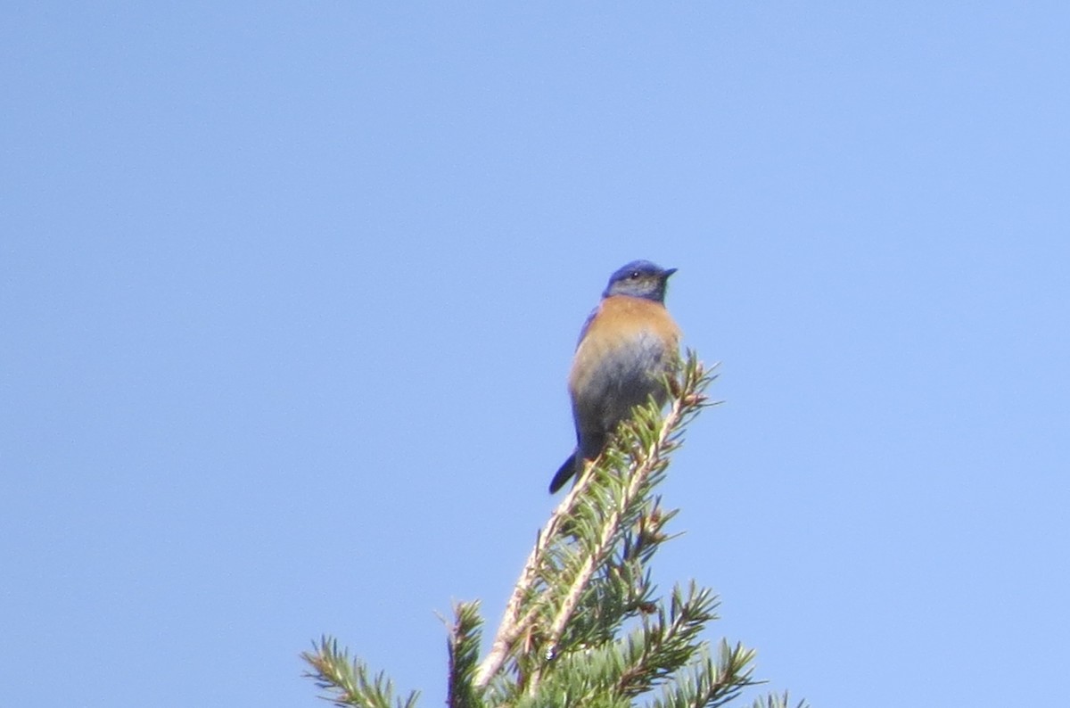 Western Bluebird - ML635130340