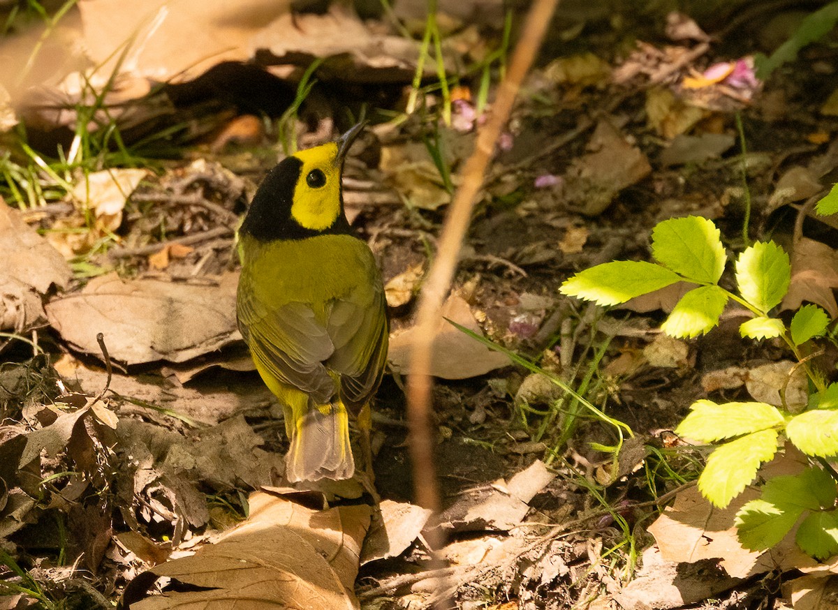 hetteparula - ML635130431