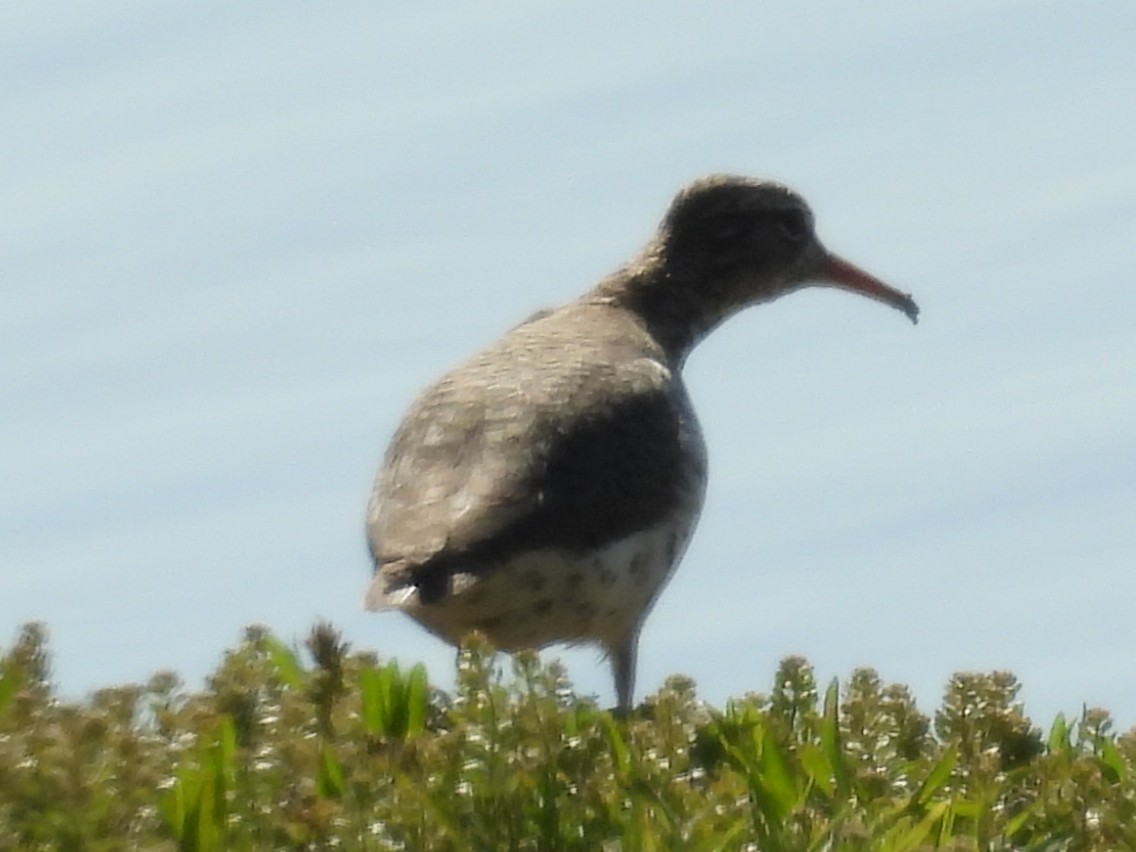 Spotted Sandpiper - ML635130473