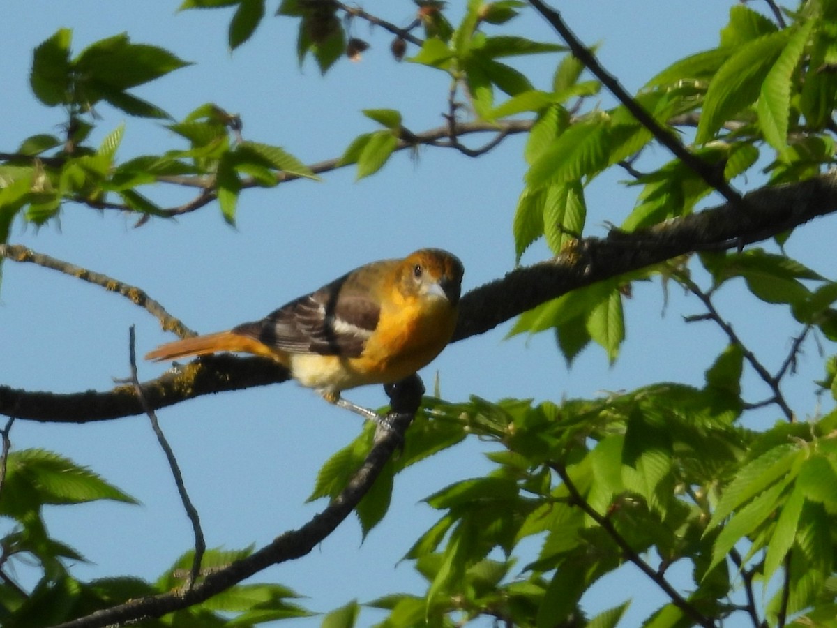 Baltimore Oriole - ML635130526